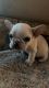 French Bulldog Puppies for sale in Reseda, Los Angeles, CA, USA. price: $1,700