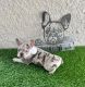 French Bulldog Puppies for sale in Fort Myers, FL, USA. price: $3,000