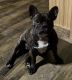 French Bulldog Puppies for sale in Dry Creek, LA 70637, USA. price: $2,000