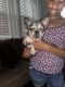 French Bulldog Puppies for sale in Jacksonville, FL, USA. price: $2,800