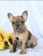 French Bulldog Puppies for sale in Portsmouth, VA, USA. price: $5,500