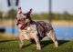 French Bulldog Puppies for sale in Dallas-Fort Worth Metropolitan Area, TX, USA. price: $5,000