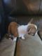 French Bulldog Puppies for sale in Olympia, WA, USA. price: $1,100