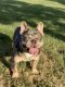 French Bulldog Puppies for sale in Dallas, TX, USA. price: $1,500