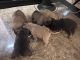 French Bulldog Puppies for sale in Slidell, LA, USA. price: NA