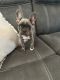 French Bulldog Puppies for sale in Pittsburgh, PA, USA. price: $4,500