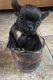French Bulldog Puppies for sale in Seligman, AZ 86337, USA. price: $3,000