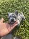 French Bulldog Puppies for sale in Naples, FL, USA. price: $2,500
