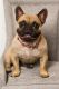 French Bulldog Puppies for sale in Irvine, CA, USA. price: $5,000