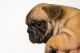 French Bulldog Puppies for sale in Irvine, CA, USA. price: $10,000