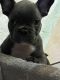 French Bulldog Puppies for sale in Polk County, FL, USA. price: $4,750