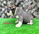 French Bulldog Puppies for sale in Lehigh Acres, FL 33971, USA. price: $3,000