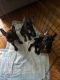 French Bulldog Puppies for sale in San Diego, CA, USA. price: $2,800