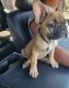 French Bulldog Puppies for sale in Crowley, TX 76036, USA. price: $1,500