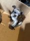 French Bulldog Puppies for sale in Novi, MI, USA. price: $4,000