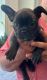 French Bulldog Puppies for sale in Fort Smith, AR, USA. price: $1,500