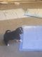 French Bulldog Puppies for sale in Modesto Ave, Modesto, CA 95354, USA. price: $350