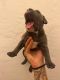 French Bulldog Puppies for sale in Miami Beach, FL, USA. price: $1,500