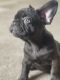 French Bulldog Puppies for sale in Beaumont, CA, USA. price: $1,500