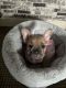 French Bulldog Puppies for sale in Newport, RI 02840, USA. price: $5,000