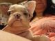 French Bulldog Puppies for sale in Texarkana, AR 71854, USA. price: $3,500