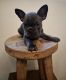French Bulldog Puppies for sale in Costa Mesa, CA, USA. price: $3,000