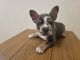French Bulldog Puppies for sale in Costa Mesa, CA, USA. price: $3,500