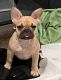French Bulldog Puppies for sale in DeLand, FL, USA. price: $5,000