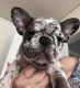 French Bulldog Puppies for sale in Fresno, CA, USA. price: NA