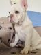 French Bulldog Puppies for sale in Beaumont, CA, USA. price: $2,500