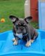 French Bulldog Puppies for sale in Bentonville, AR, USA. price: $1,700