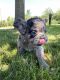 French Bulldog Puppies for sale in La Grange, IL, USA. price: $15,000