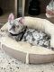 French Bulldog Puppies for sale in Fort Worth, TX, USA. price: $2,000