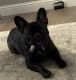 French Bulldog Puppies for sale in Chico, CA, USA. price: $2,500