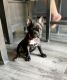 French Bulldog Puppies for sale in Winchester, CA 92596, USA. price: $60,000