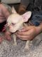 French Bulldog Puppies for sale in Oklahoma City, OK, USA. price: $1,000