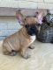 French Bulldog Puppies for sale in Houston, TX, USA. price: $2,000