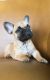 French Bulldog Puppies for sale in Wyalusing, PA 18853, USA. price: $2,500