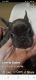 French Bulldog Puppies for sale in Galion, OH 44833, USA. price: $1,100