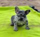 French Bulldog Puppies for sale in Phelan, CA 92371, USA. price: $2,200