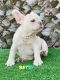 French Bulldog Puppies for sale in Lehigh Acres, FL 33971, USA. price: $2,800