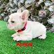 French Bulldog Puppies for sale in Lehigh Acres, FL 33971, USA. price: $2,800