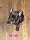 French Bulldog Puppies for sale in Kansas City, MO, USA. price: $1,200