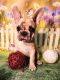 French Bulldog Puppies for sale in Mundelein, IL, USA. price: $1,100
