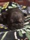 French Bulldog Puppies for sale in Livingston, CA 95334, USA. price: $2,200