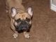 French Bulldog Puppies for sale in Corpus Christi, TX, USA. price: $2,000