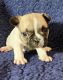 French Bulldog Puppies for sale in Parker, CO, USA. price: $4,500