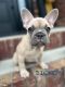 French Bulldog Puppies for sale in Bismarck, ND, USA. price: NA
