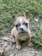 French Bulldog Puppies for sale in Holton, IN 47023, USA. price: $2,000