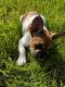French Bulldog Puppies for sale in Anchorage, AK, USA. price: $3,650